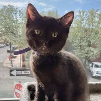 Birdie -  Domestic Short Hair Cat Available for Adoption in Reisterstown, Maryland - Birdie | PetCurious