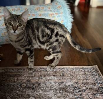 Faith & Fifi -  Domestic Short Hair Cat for Adoption in Liverpool, Texas - Faith & Fifi | PetCurious