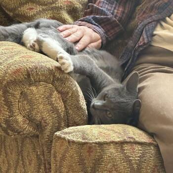 Domestic Short Hair Cats Available for Adoption - Hephaestus | PetCurious