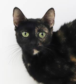 Mica is our miracle momma - READ HER AMAZING STORY - VIDEO - THE -  Tortoiseshell and Exotic Shorthair Cat for Adoption in Bedford Hills, New York - Mica Is Our Miracle Momma - READ HER AMAZING STORY - VIDEO - THE | PetCurious