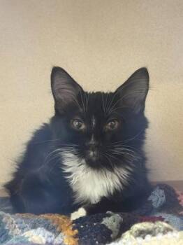 Boots -  Domestic Long Hair and Domestic Short Hair Cat for Adoption in Bellevue, Washington - Boots | PetCurious