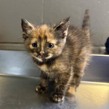 Domestic Short Hair Cats Available for Adoption in Tuscaloosa, Alabama - TUSC-Stray-84597_2_3_4 | PetCurious