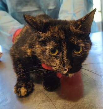 Orchid (O10) -  Domestic Short Hair Cat for Adoption in Lafayette, Indiana - Orchid (O10) | PetCurious