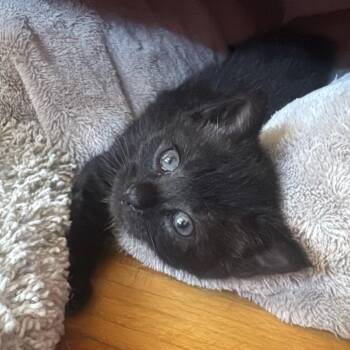 Domestic Short Hair Cats Available for Adoption in Westminster, California - Murphy | PetCurious