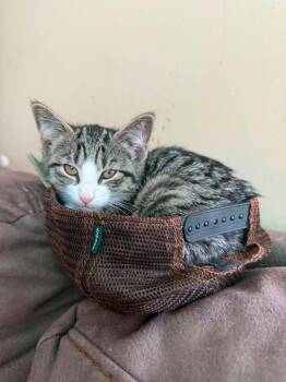 Domestic Short Hair Cats Available for Adoption in Gorham, Maine - Soy Bean | PetCurious