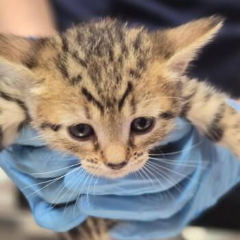 Pink -  Domestic Short Hair Cat for Adoption in Newark, New Jersey - Pink | PetCurious