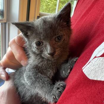 Ursinua -  Domestic Short Hair Cat for Adoption in Mastic, New York - Ursinua | PetCurious
