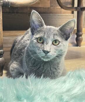 Rescue Domestic Short Hair and American Shorthair Cats for Adoption in Mesa, Arizona - Gabby | PetCurious