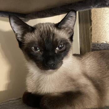 Chocolate -  Siamese Cat for Adoption in Wheeling, Illinois - Chocolate | PetCurious