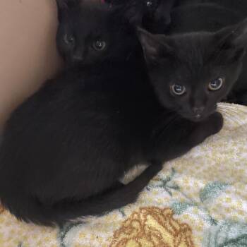 Bearpaw -  Domestic Short Hair Cat for Adoption in Ballston Spa, New York - Bearpaw | PetCurious
