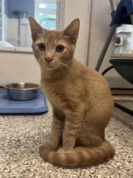 Manitoba -  Tabby and Domestic Short Hair Cat for Adoption in Chattanooga, Tennessee - Manitoba | PetCurious