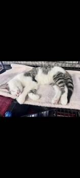 Rescue Domestic Short Hair Cats for Adoption in Cincinnati, Ohio - Tyson | PetCurious