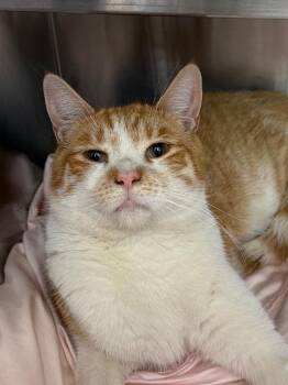 Butters -  Domestic Short Hair Cat for Adoption in Pomona, New York - Butters | PetCurious