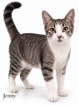 Jenny -  Domestic Short Hair Cat for Adoption in Stevensville, Michigan - Jenny | PetCurious