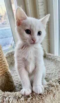 Domestic Short Hair Cats Available for Adoption in San Juan Capistrano, California - Frogger | PetCurious
