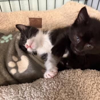 Domestic Short Hair Cats Available for Adoption - Zarrah & Salem | PetCurious