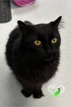 NUTTY -  Domestic Medium Hair Cat for Adoption in Delson, Quebec - NUTTY | PetCurious
