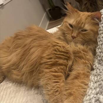 Domestic Long Hair Cats Available for Adoption in Des Moines, Iowa - Ozzy | PetCurious