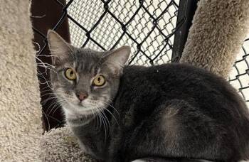 Domestic Short Hair Cats Available for Adoption in San Antonio, Texas - TABATHA | PetCurious