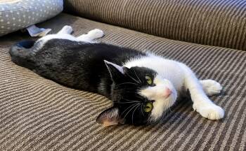 Eowyn - 1 Year ( Avail 7/15) -  Domestic Short Hair Cat for Adoption in Sterling, Massachusetts - Eowyn - 1 Year ( Avail 7/15) | PetCurious