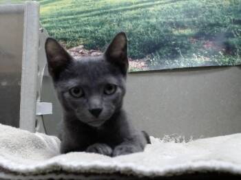 A553698 -  Domestic Short Hair Cat for Adoption in Moreno Valley, California - A553698 | PetCurious