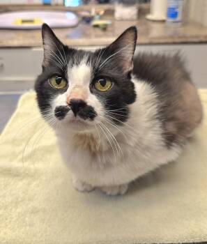 Stashie -  Domestic Short Hair Cat for Adoption in Vancouver, Washington - Stashie | PetCurious