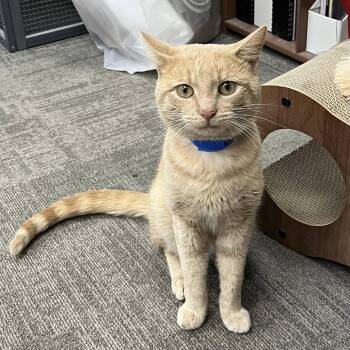 Georgie -  Domestic Short Hair Cat for Adoption in Buffalo, New York - Georgie | PetCurious
