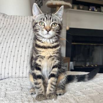 Florence -  Domestic Short Hair Cat for Adoption in Alexandria, Virginia - Florence | PetCurious
