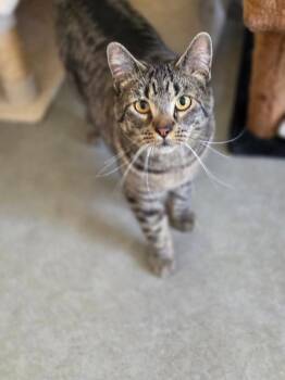 Kitten - Asher -  Domestic Short Hair Cat Available for Adoption in Emmett, Idaho - Kitten - Asher | PetCurious