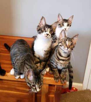 Kazoo -  Domestic Medium Hair Cat for Adoption in Cincinnati, Ohio - Kazoo | PetCurious