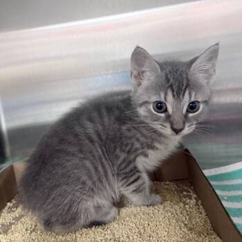Domestic Short Hair Cats Available for Adoption in Jupiter, Florida - Saturn | PetCurious