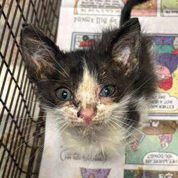 Eden -  Domestic Short Hair Cat for Adoption in Yuma, Arizona - Eden | PetCurious
