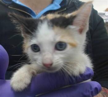 THALIA -  Domestic Short Hair Cat for Adoption in Doral, Florida - THALIA | PetCurious