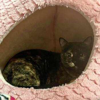 Tostada -  Domestic Short Hair Cat for Adoption in Los Angeles, California - Tostada | PetCurious