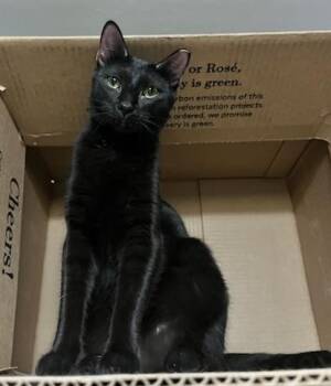 Rescue Domestic Short Hair Cats for Adoption in Melrose, Massachusetts - Emma | PetCurious