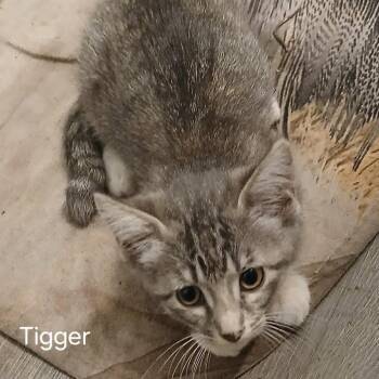 Tigger -  Domestic Short Hair Cat for Adoption in Wadena, Minnesota - Tigger | PetCurious