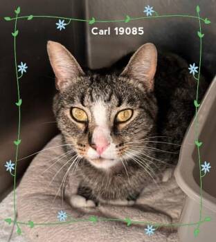 Domestic Medium Hair Cats Available for Adoption in Marietta, Georgia - CARL | PetCurious