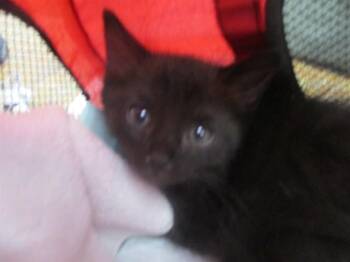 Domestic Short Hair Cats Available for Adoption in Ocala, Florida - TITUS | PetCurious