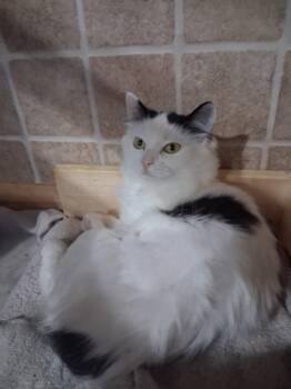 Rescue Domestic Medium Hair Cats for Adoption in Courtenay, British Columbia - Darby | PetCurious