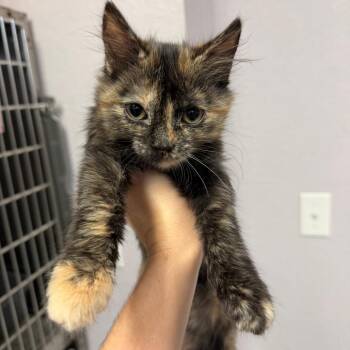 0809-C26 -  Domestic Short Hair Cat for Adoption in Port Charlotte, Florida - 0809-C26 | PetCurious