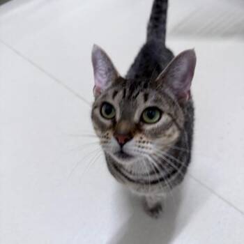 Domestic Short Hair Cats Available for Adoption - Tiger | PetCurious