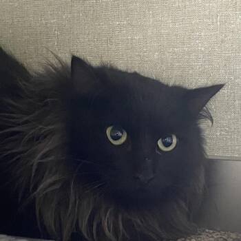 Domestic Long Hair Cats Available for Adoption - Nelson | PetCurious