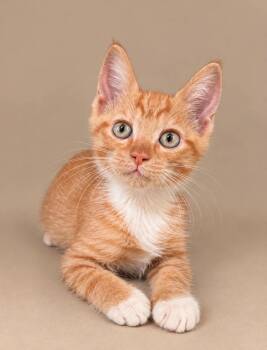 Fred -  Domestic Short Hair Cat for Adoption in Statesboro, Georgia - Fred | PetCurious