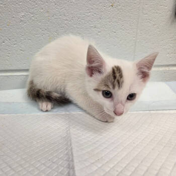 Rescue Domestic Short Hair Cats for Adoption in Chattanooga, Tennessee - KitchenAid | PetCurious