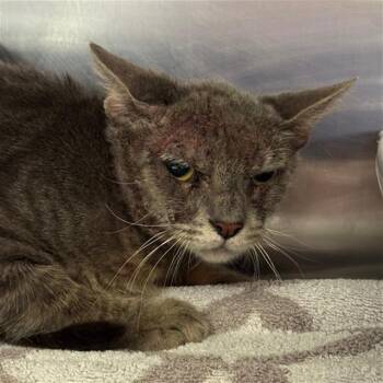 Rescue Domestic Short Hair Cats for Adoption in Conroe, Texas - CLOUDY | PetCurious