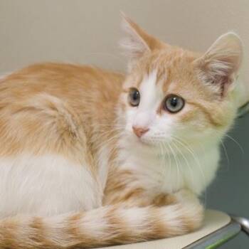 Clint -  Domestic Short Hair Cat for Adoption in Verona, Wisconsin - Clint | PetCurious