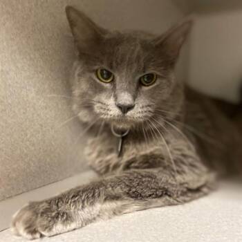 LYLY -  Domestic Medium Hair Cat for Adoption in Aurora, Colorado - LYLY | PetCurious
