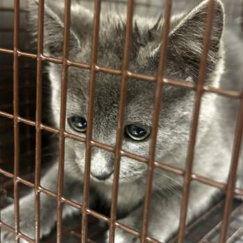 Henry -  Domestic Short Hair Cat for Adoption in Winston-salem, North Carolina - Henry | PetCurious