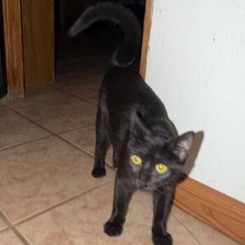 Matty -  Domestic Short Hair Cat for Adoption in Floresville, Texas - Matty | PetCurious