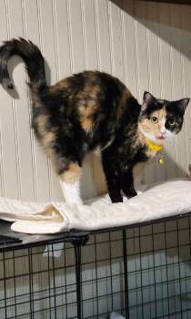 Tortoiseshell Cats Available for Adoption in Falmouth, Maine - Princess | PetCurious
